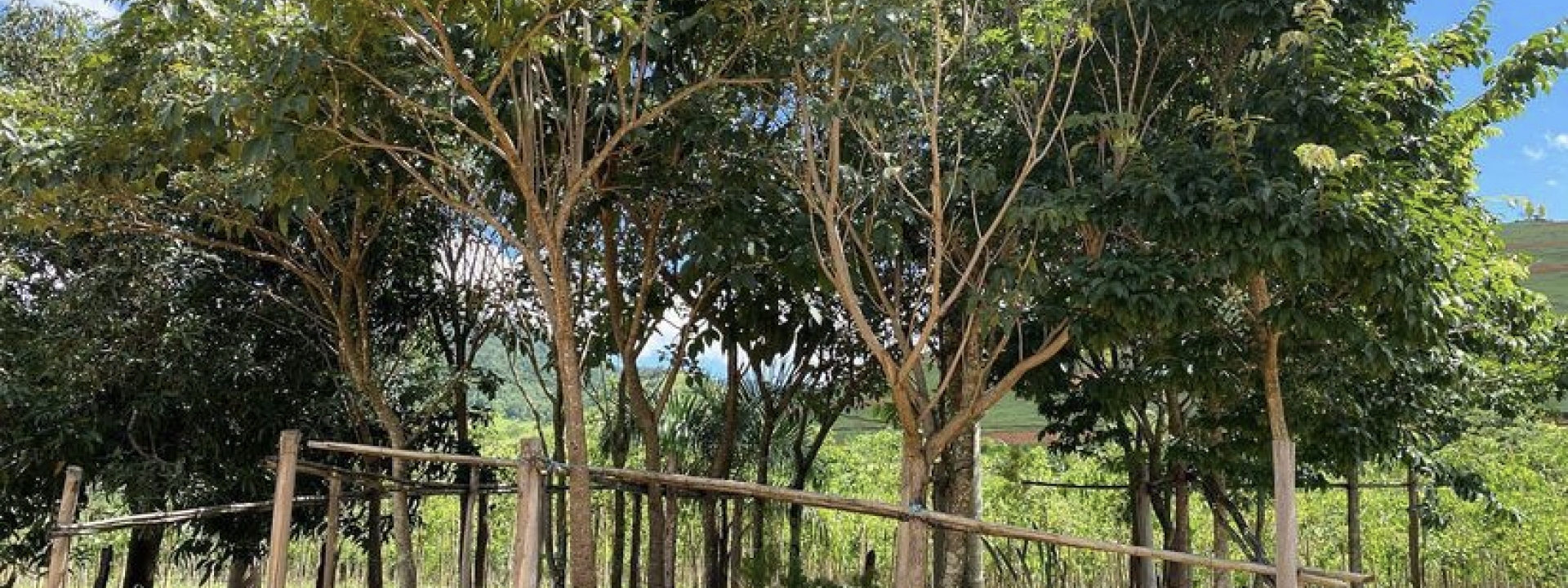 Venda de Plantas Adultas