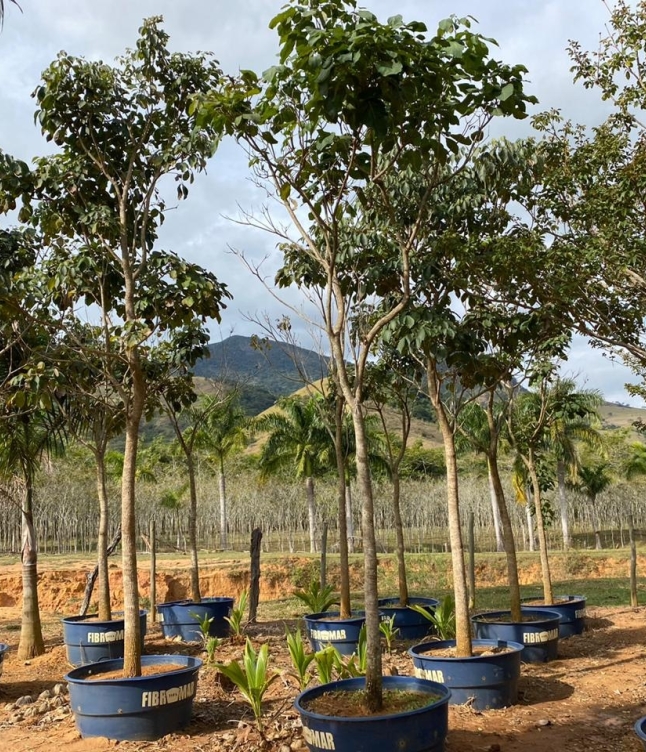 Venda de Plantas Adultas