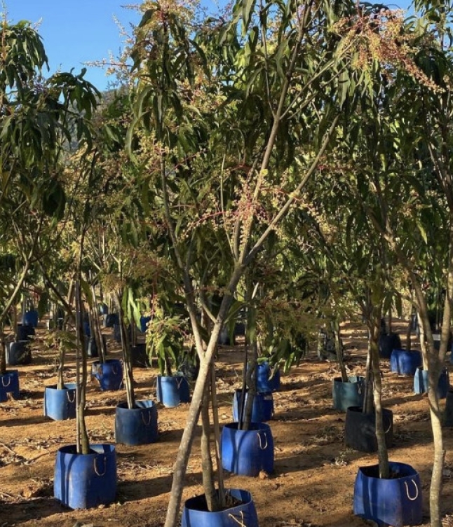 Venda de árvores Frutíferas adultas Produzindo