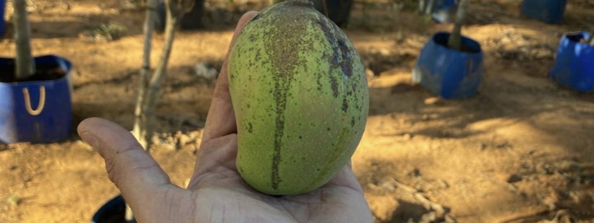 Venda de árvores Frutíferas adultas Produzindo